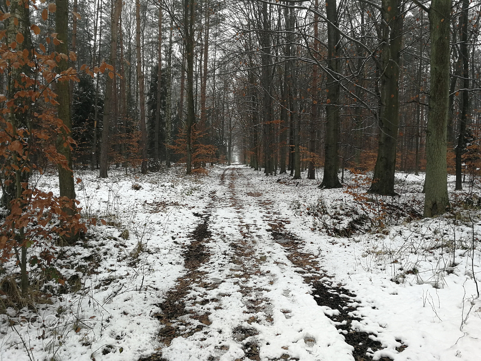 HUAWEI P10 sample photo. Snowy forest photography