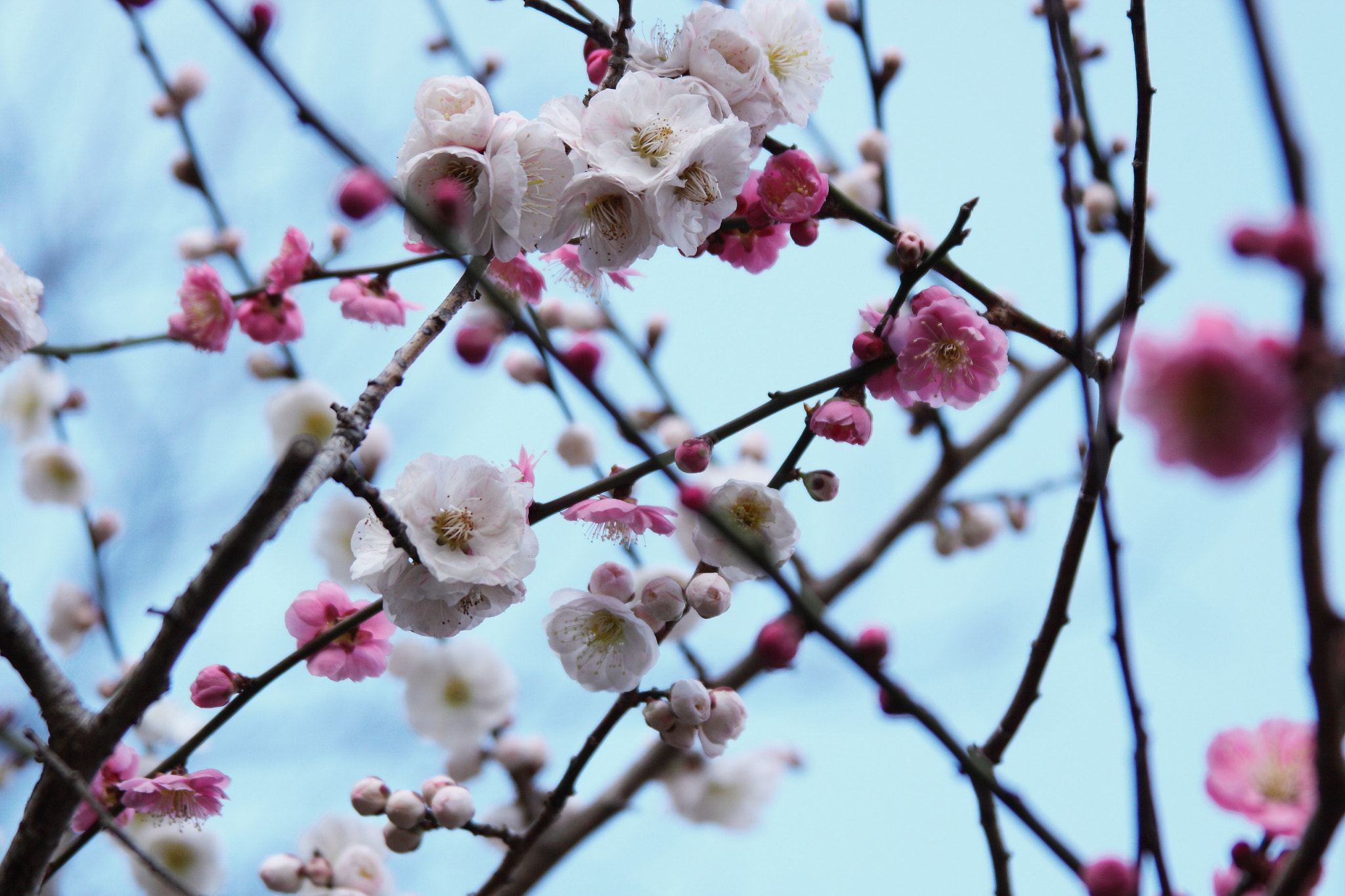 Canon EF 28-135mm F3.5-5.6 IS USM sample photo. Iwamoto mountain park photography