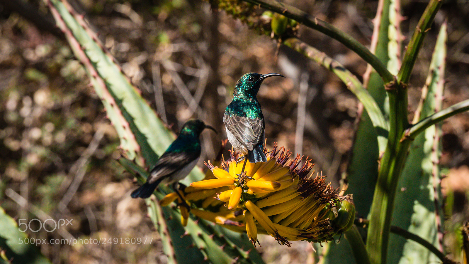 Sony Alpha NEX-5R sample photo. Sunbird, kruger park photography