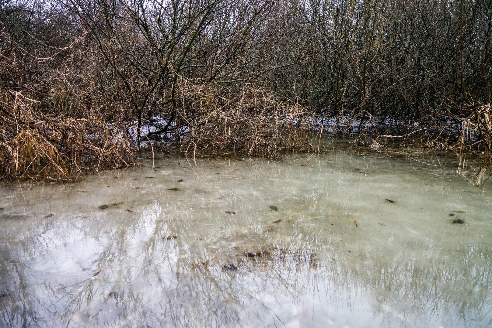 Panasonic Lumix DMC-GX1 sample photo. Meltwater in the swamp photography