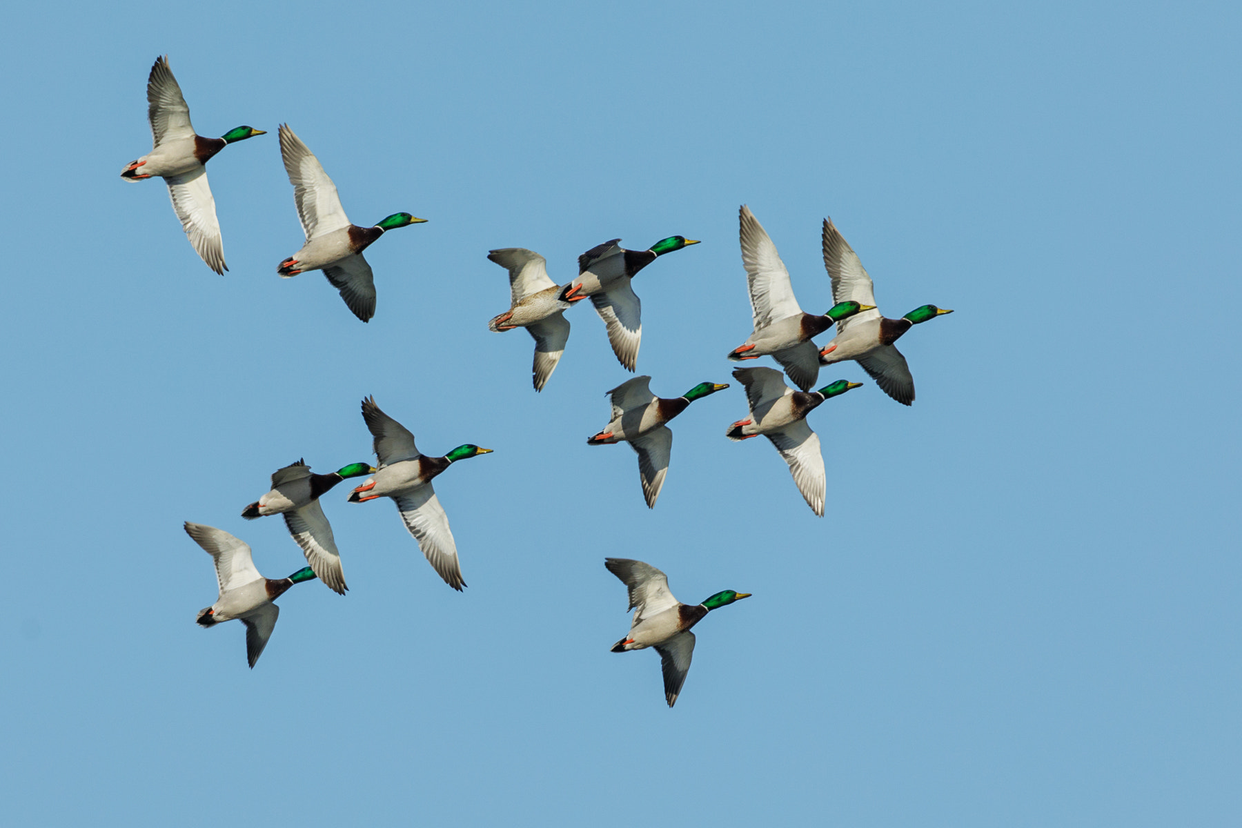 Canon EOS sample photo. A bunch of quackers photography