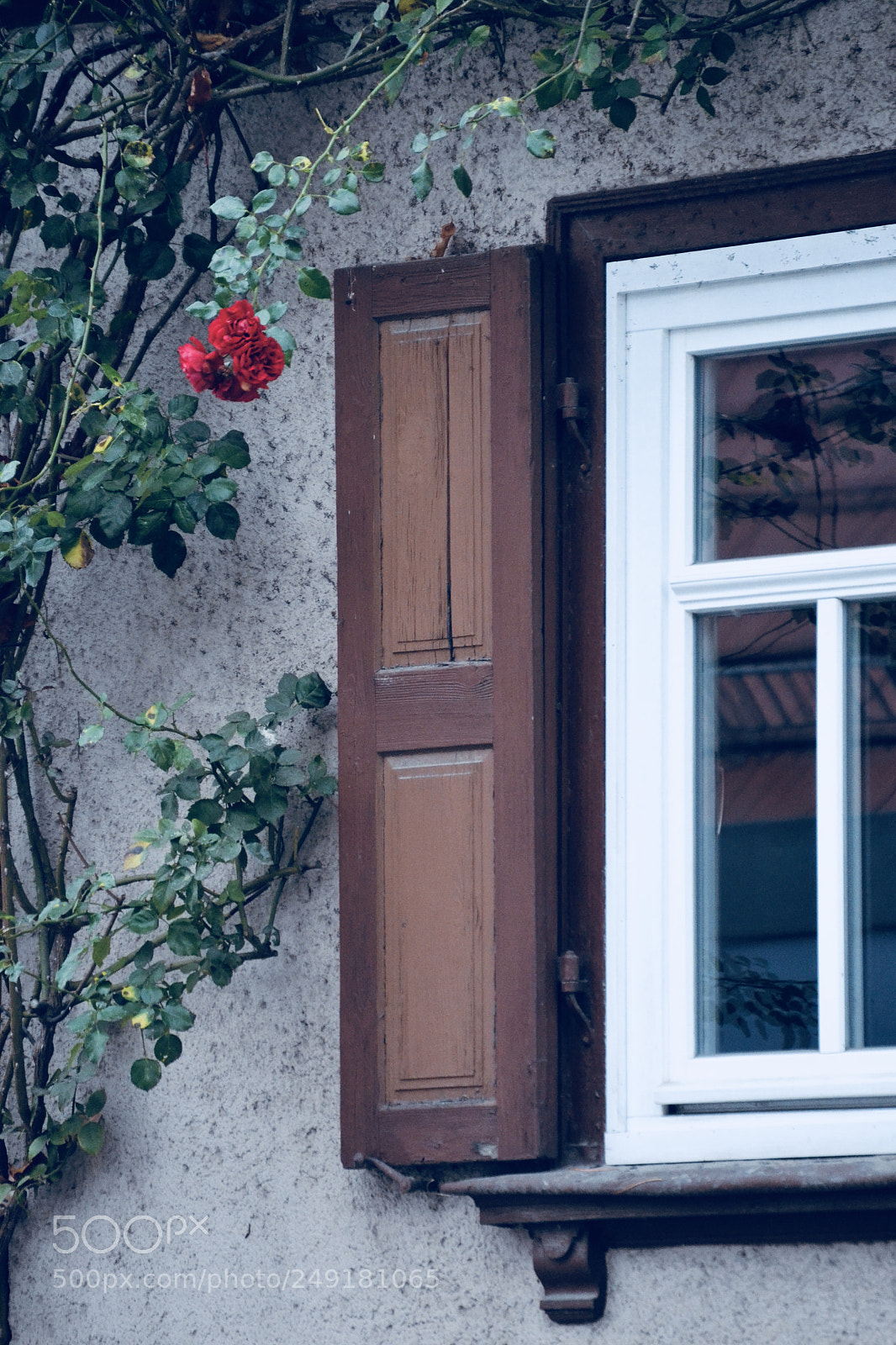 Nikon D3100 sample photo. Window with rose photography