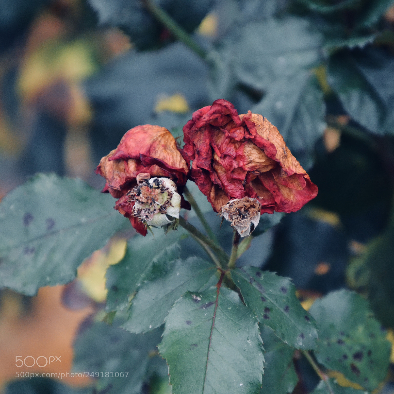 Nikon D3100 sample photo. Dead rose photography