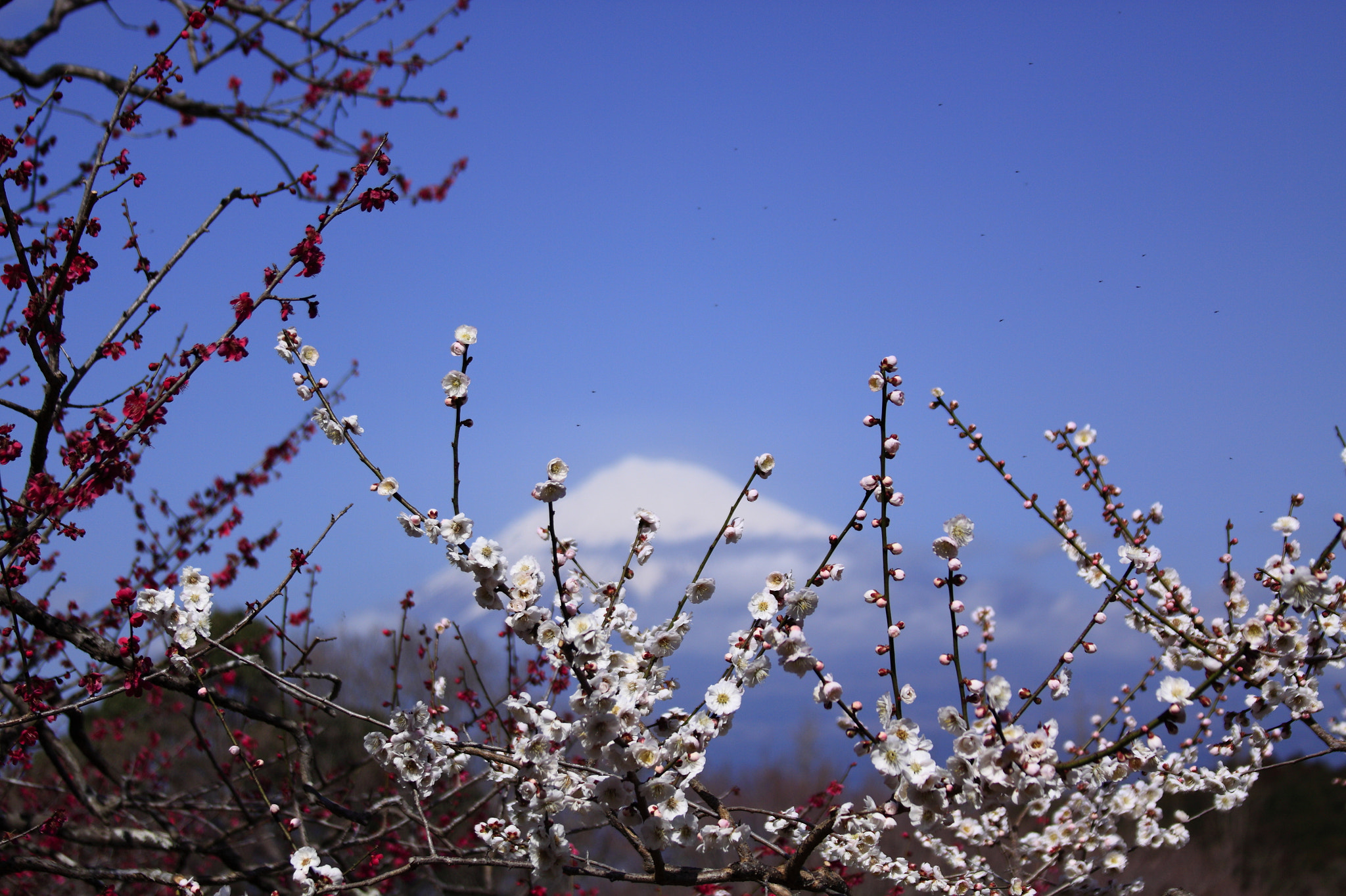 Canon EF 28-135mm F3.5-5.6 IS USM sample photo. Iwamoto mountain park photography