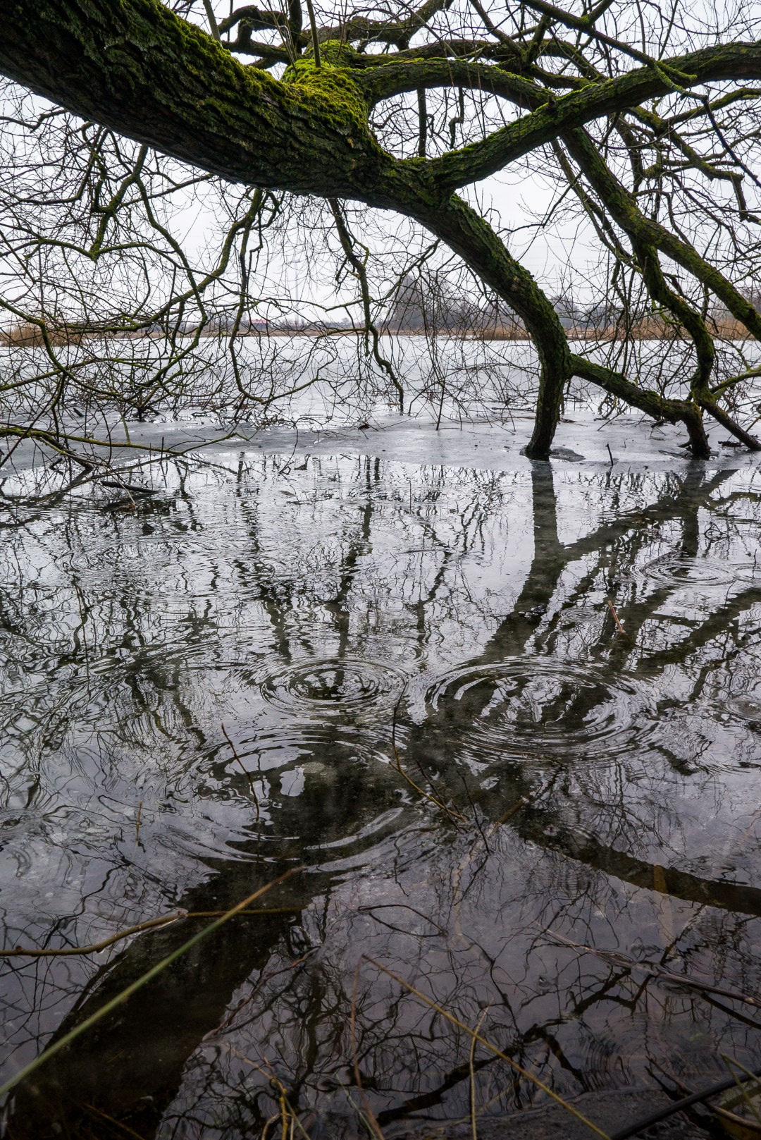 Panasonic Lumix DMC-GX1 sample photo. Spring rain over the pond photography