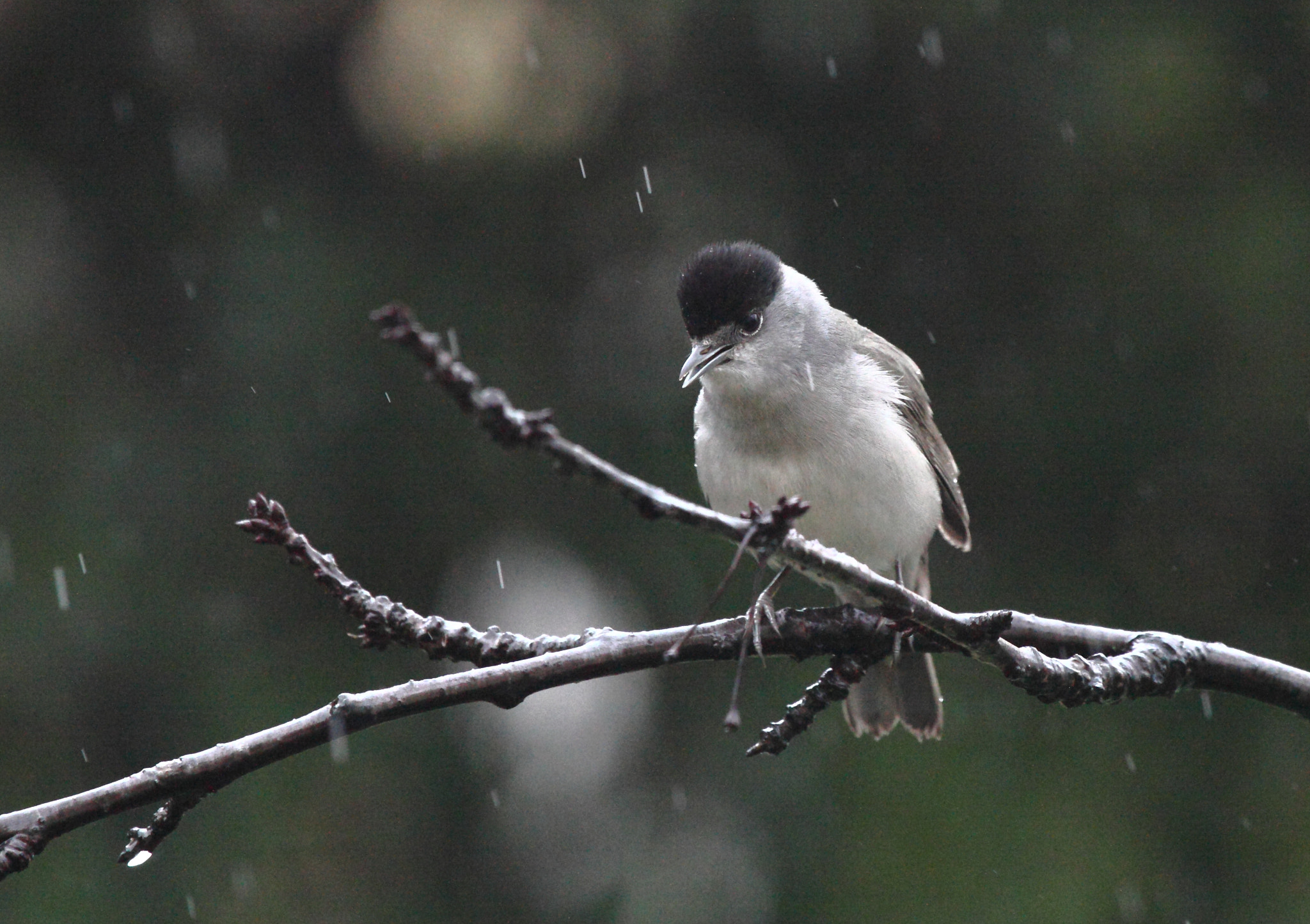 Canon EF 100-400mm F4.5-5.6L IS USM sample photo. Jpg photography