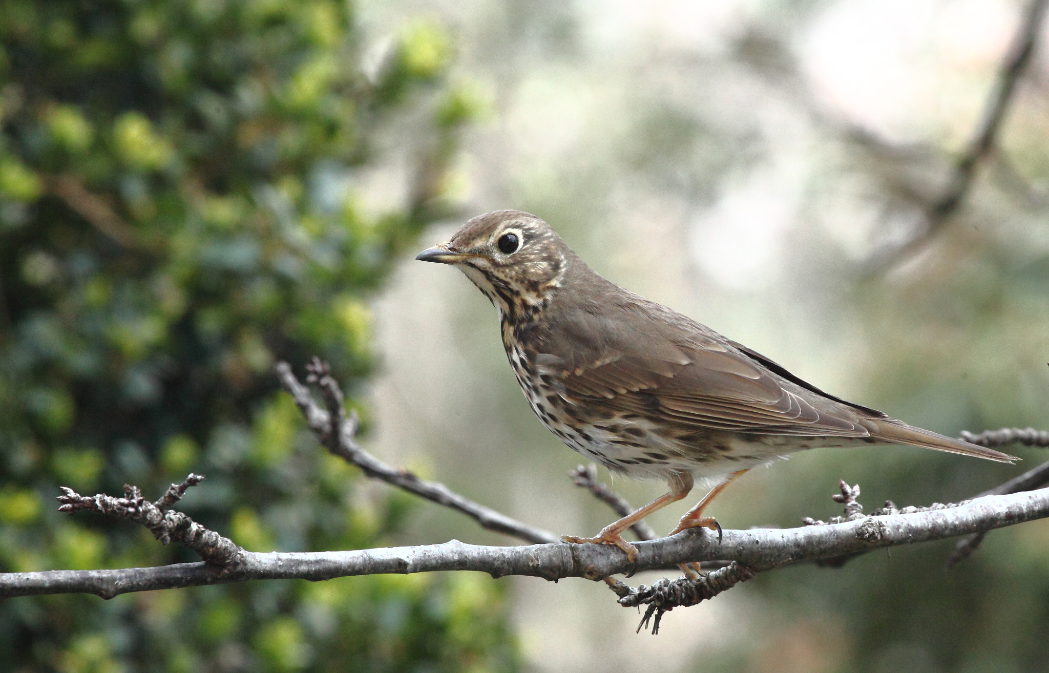 Canon EOS 5D Mark II + Canon EF 100-400mm F4.5-5.6L IS USM sample photo. Jpg photography