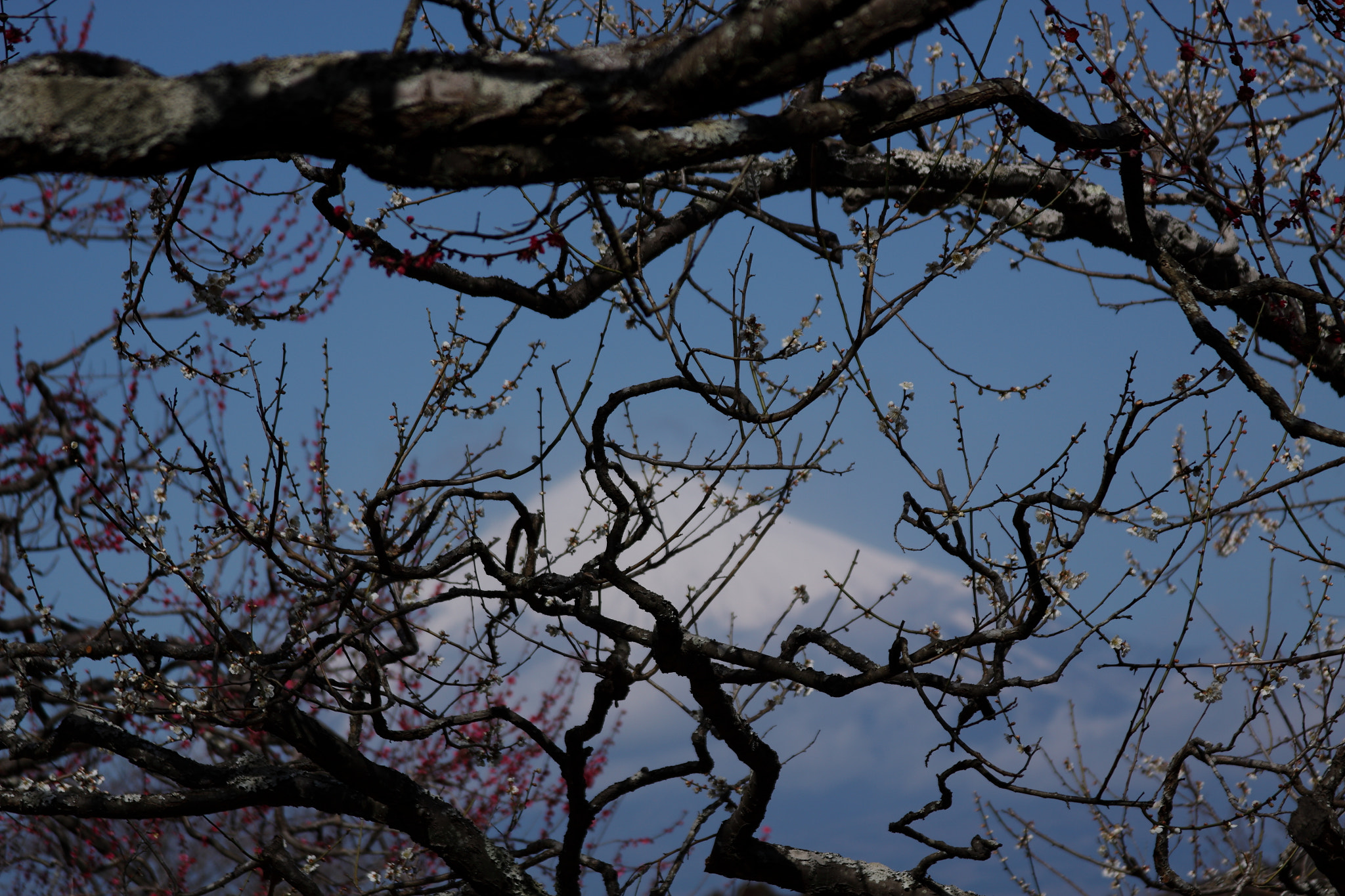 Canon EOS 50D + Canon EF 28-135mm F3.5-5.6 IS USM sample photo. Iwamoto mountain park photography