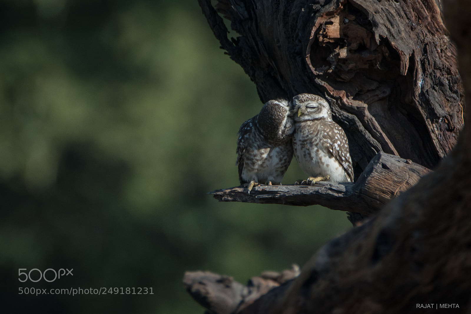 Nikon D5200 sample photo. Love is everywhere photography