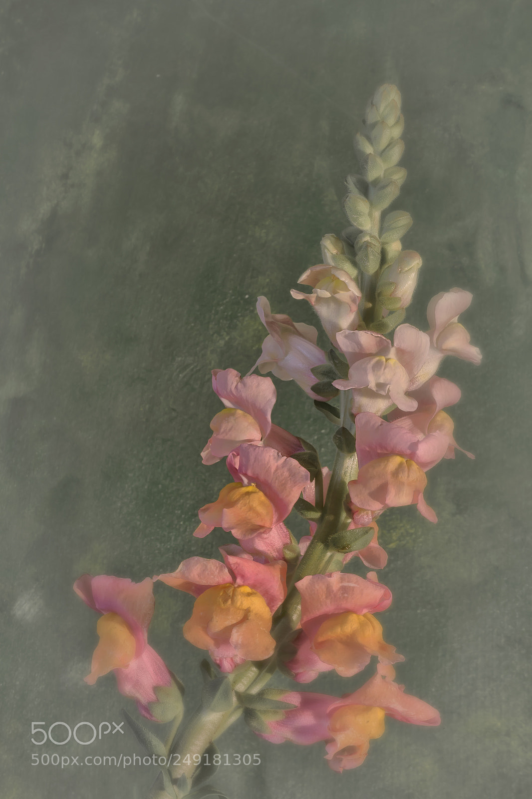 Canon EOS 60D sample photo. Antirrhinum photography