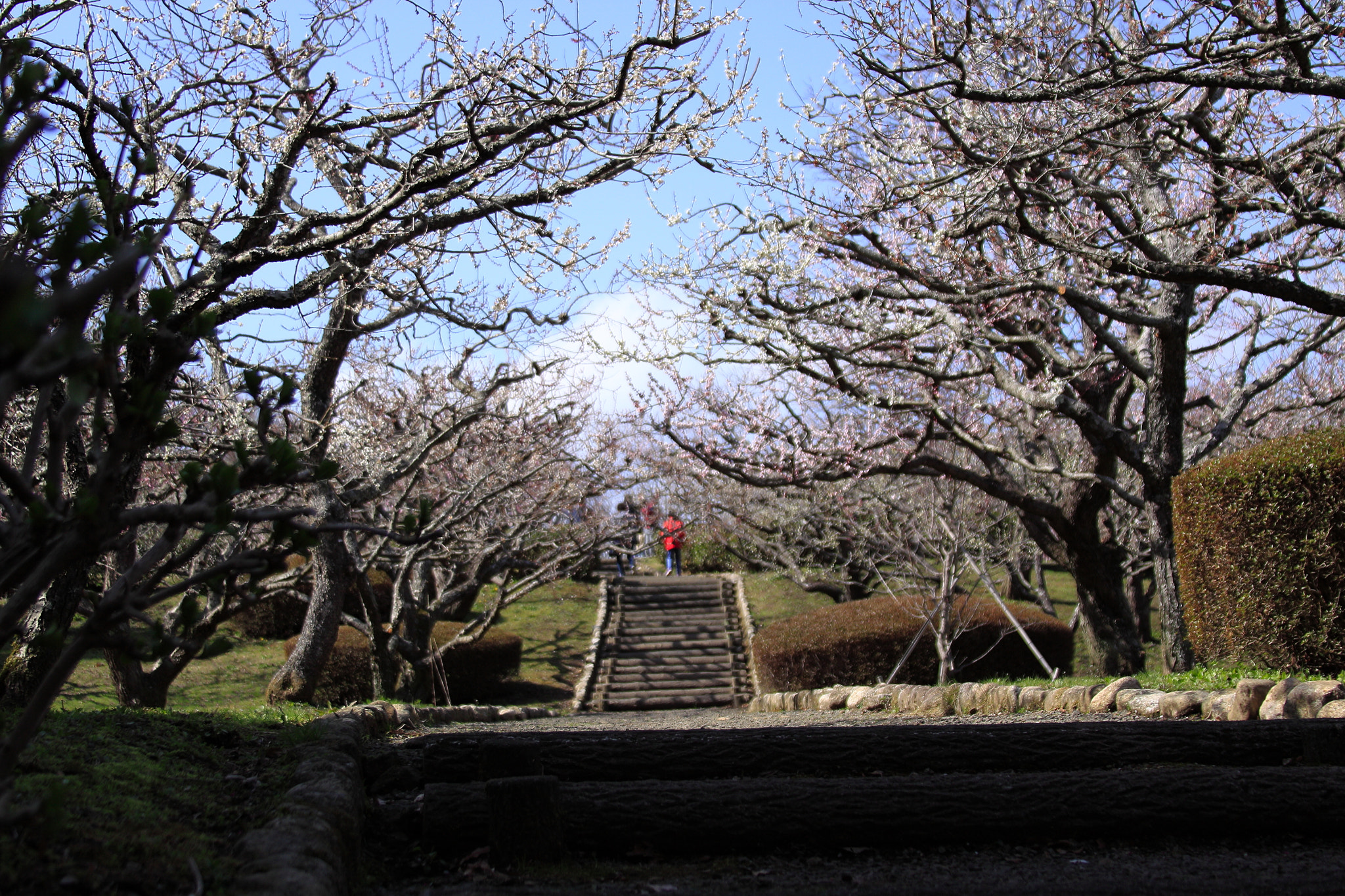 Canon EF 28-135mm F3.5-5.6 IS USM sample photo. Iwamoto mountain park photography