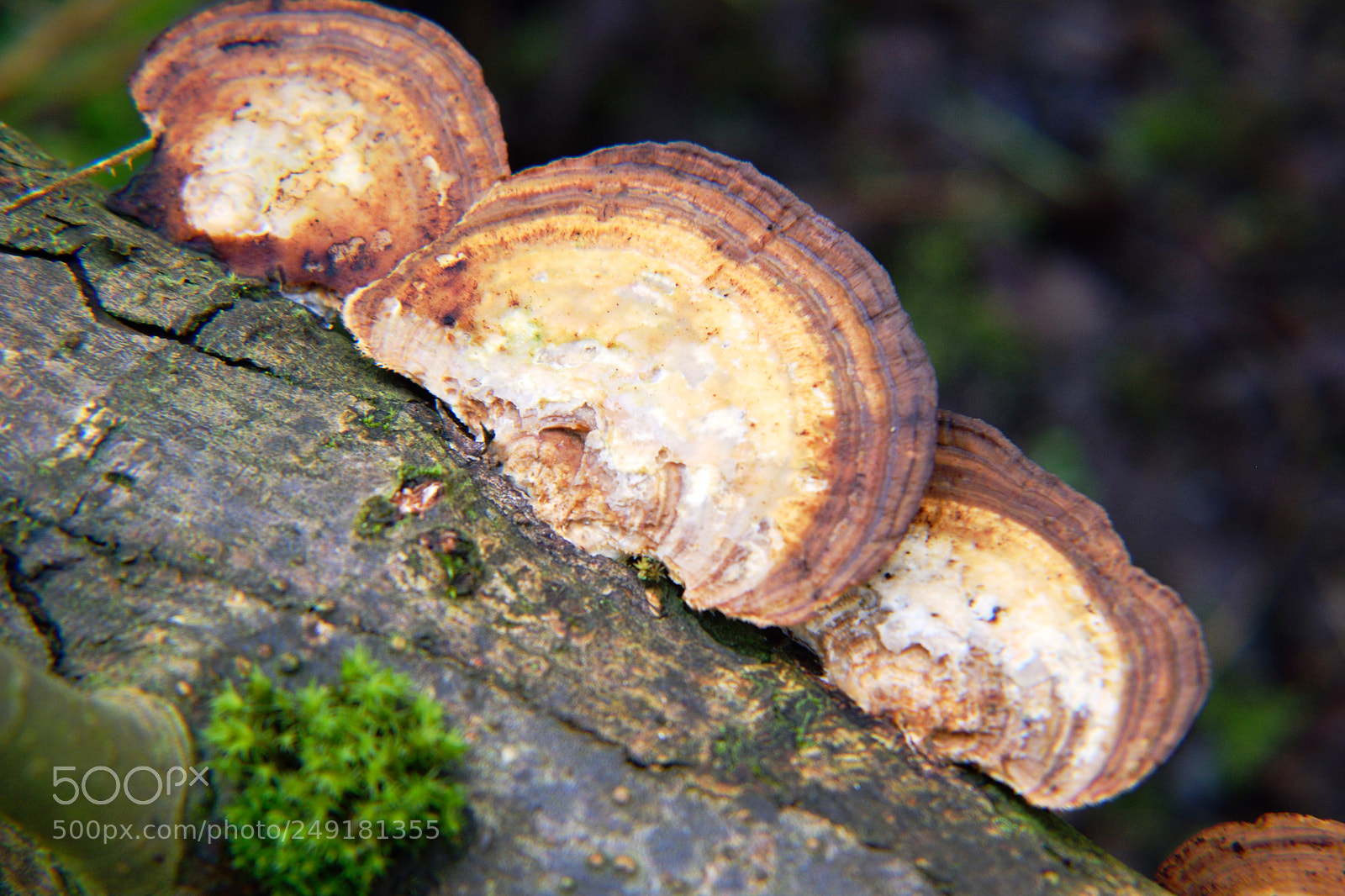 Nikon D5300 sample photo. Tree fungi photography