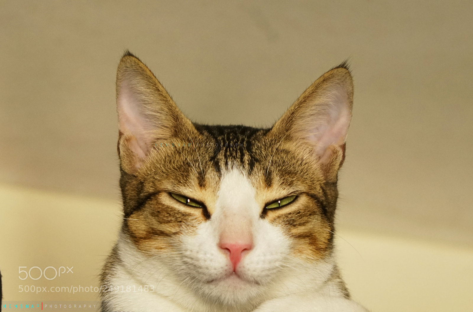 Sony a7R II sample photo. Shut up !! photography