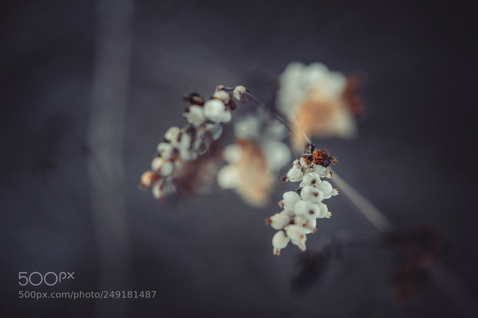 Canon EOS 600D (Rebel EOS T3i / EOS Kiss X5) sample photo. Vintage vibes photography