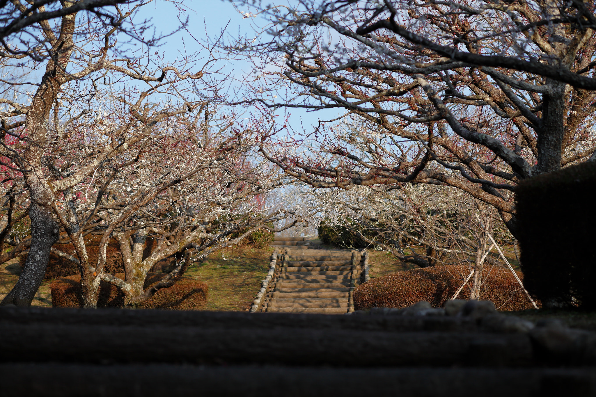 Canon EOS 5D Mark II sample photo. Iwamoto mountain park photography