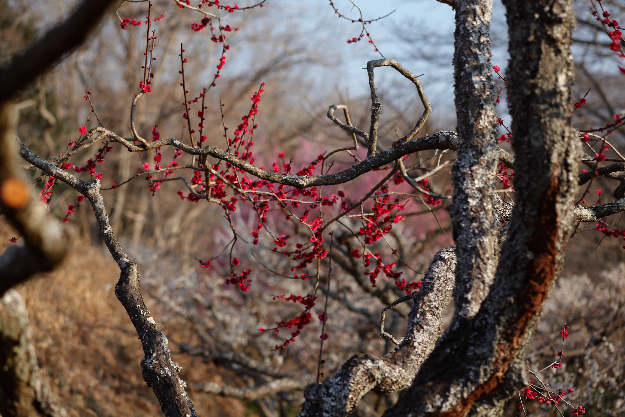 Canon EOS 5D Mark II + Canon EF 100mm F2.8 Macro USM sample photo. Iwamoto mountain park photography