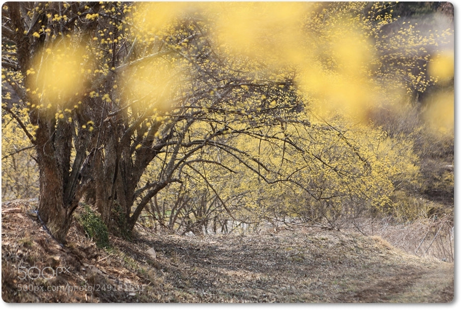 Canon EF 24-70mm F2.8L USM sample photo. Cornus 산수유 photography