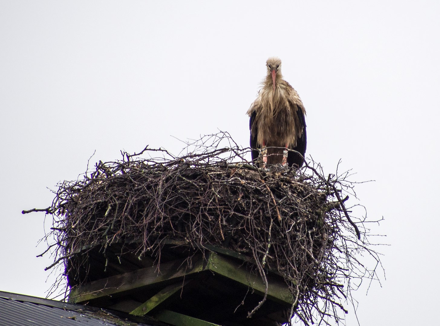 Olympus PEN E-PM2 sample photo. Wet stork in nest photography