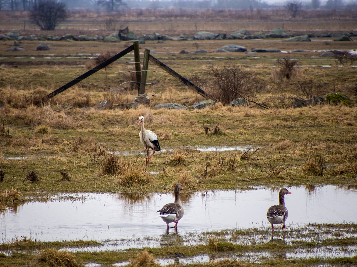 Olympus PEN E-PM2 sample photo. Wet stork and greylag geese photography