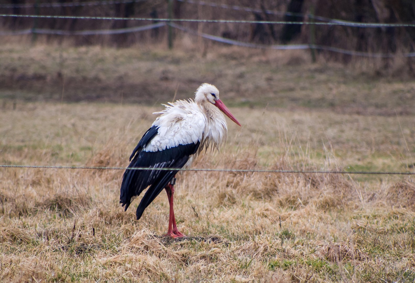 Olympus PEN E-PM2 sample photo. Wet stork photography