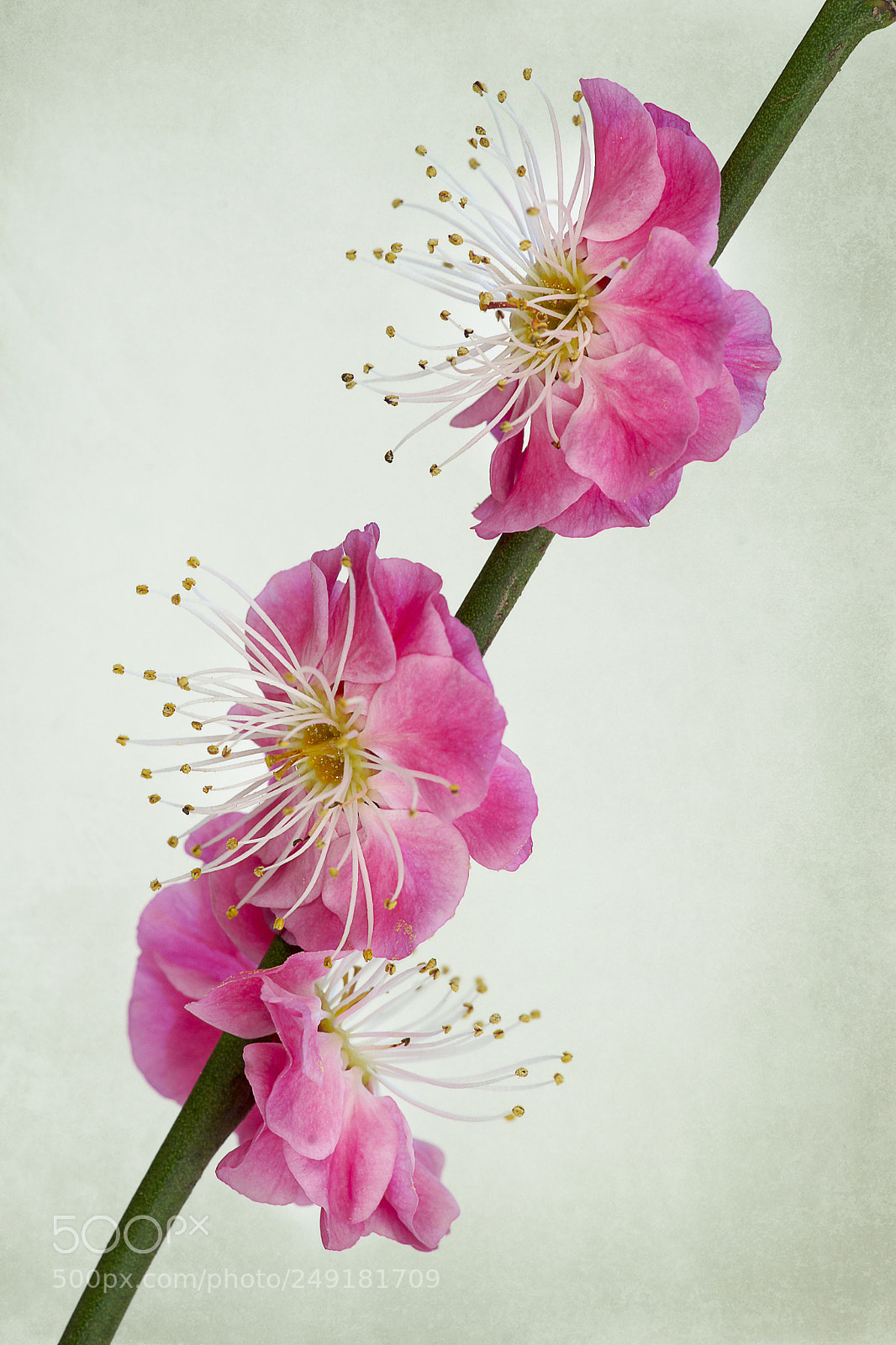 Sony Alpha DSLR-A900 sample photo. 梅之蕊 photography