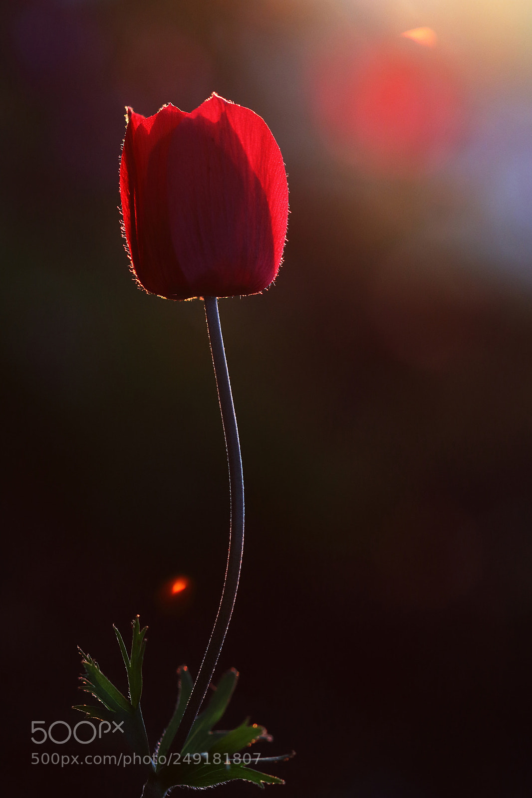 Canon EOS 7D Mark II sample photo. Anomone at sunset photography