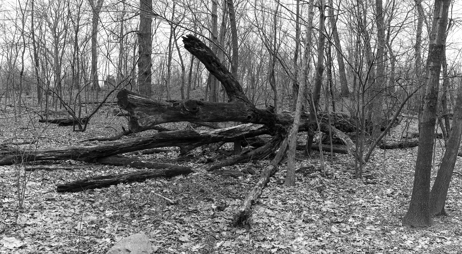 Sony a7R II sample photo. North woods - central photography
