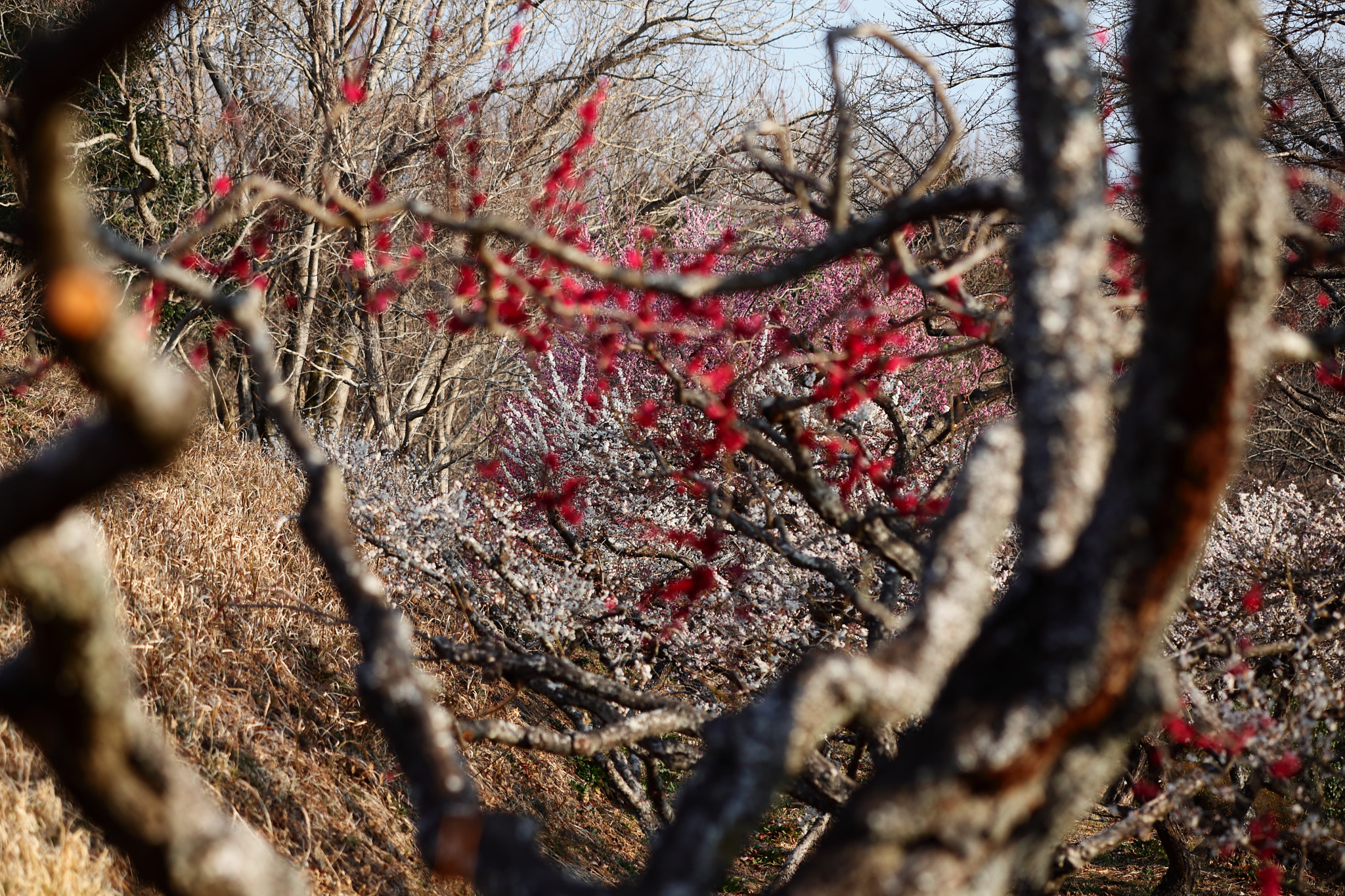 Canon EOS 5D Mark II + Canon EF 100mm F2.8 Macro USM sample photo. Iwamoto mountain park photography