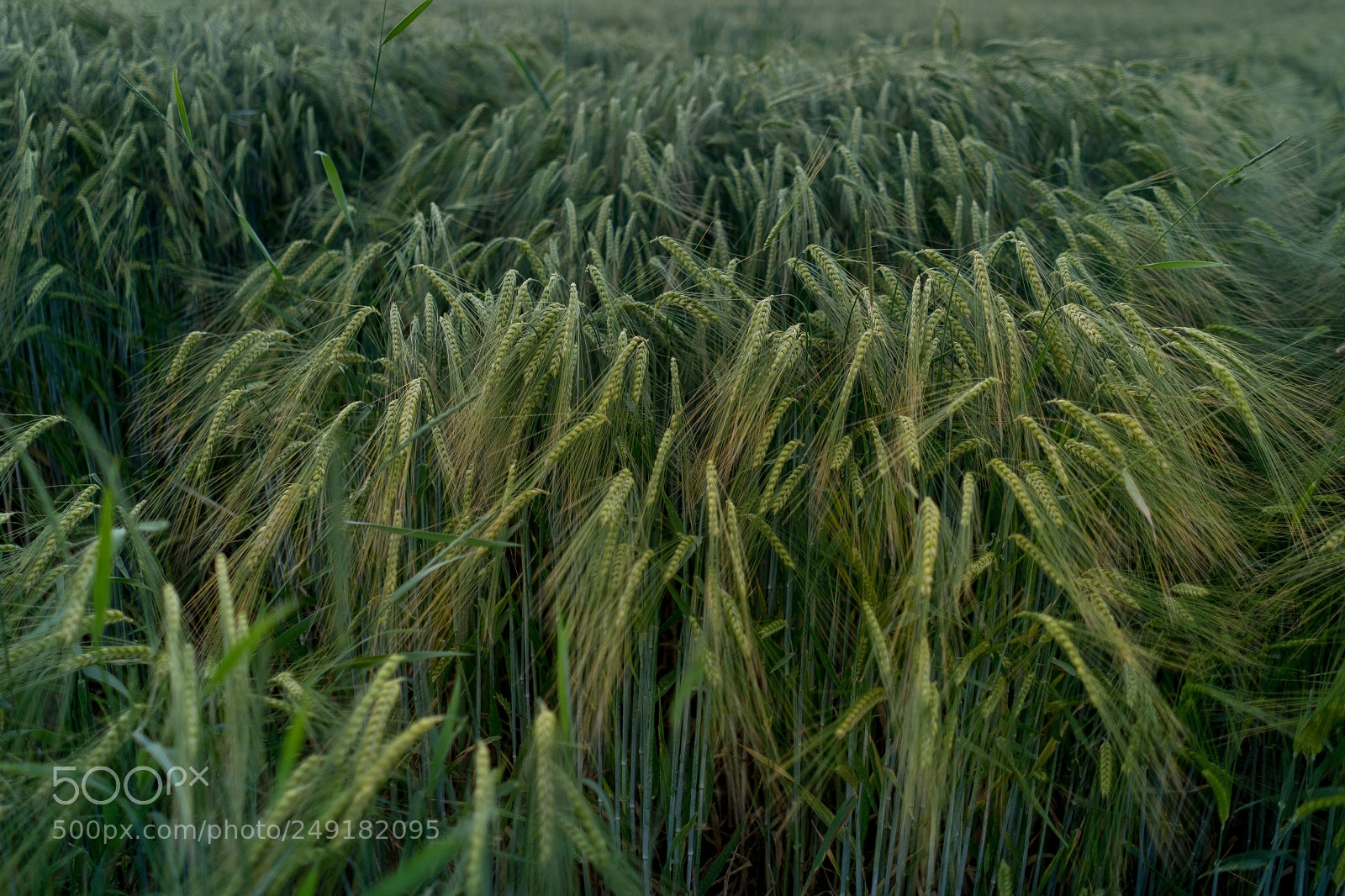 Sony a7 II sample photo. Vilsheim nachtspaziergang photography