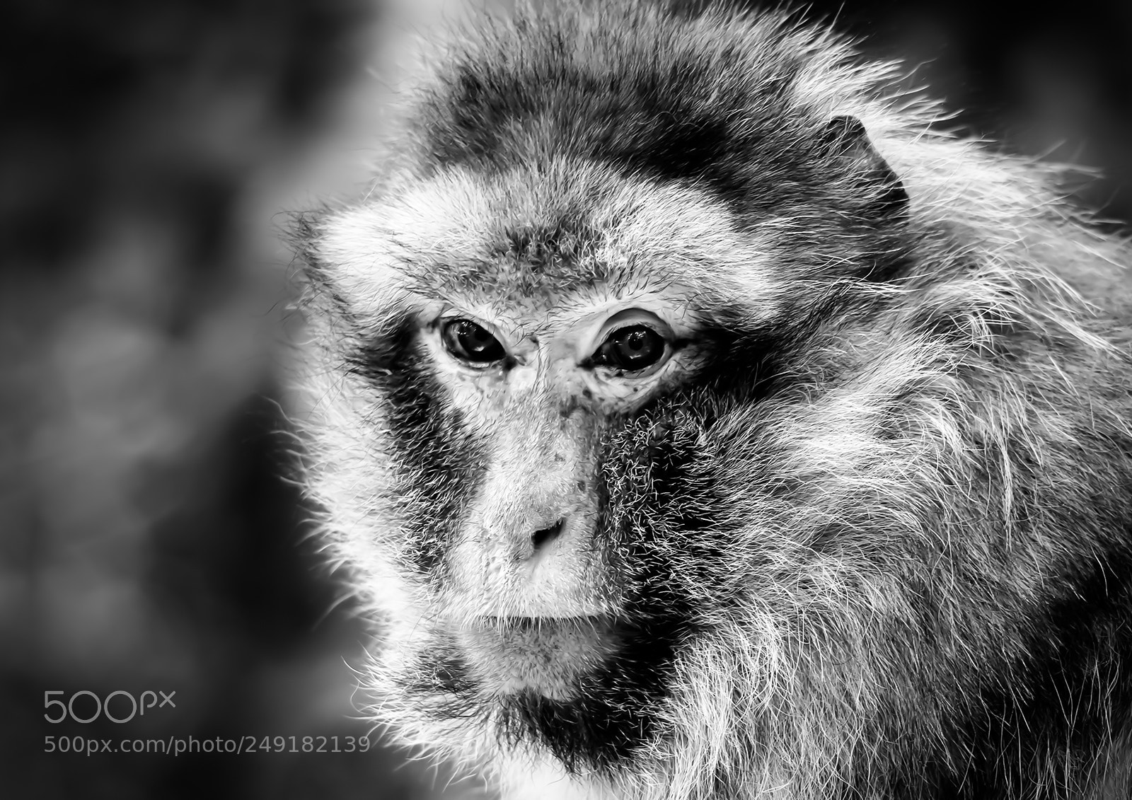 Canon EOS 30D sample photo. Baboon photography