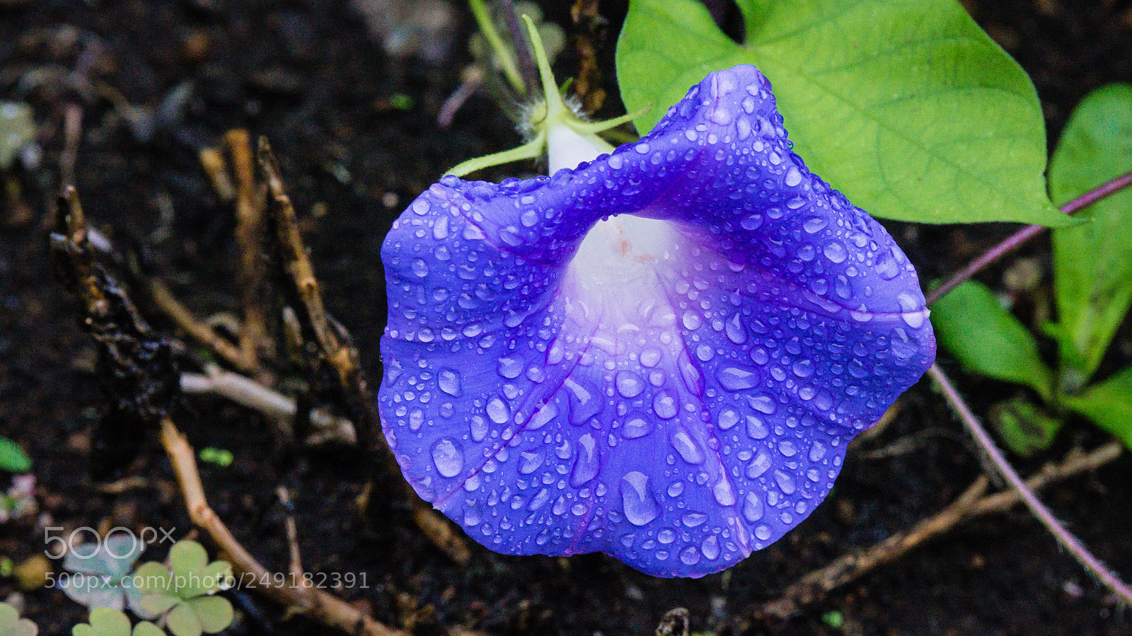 Sony Alpha NEX-5R sample photo. Drops on blue photography