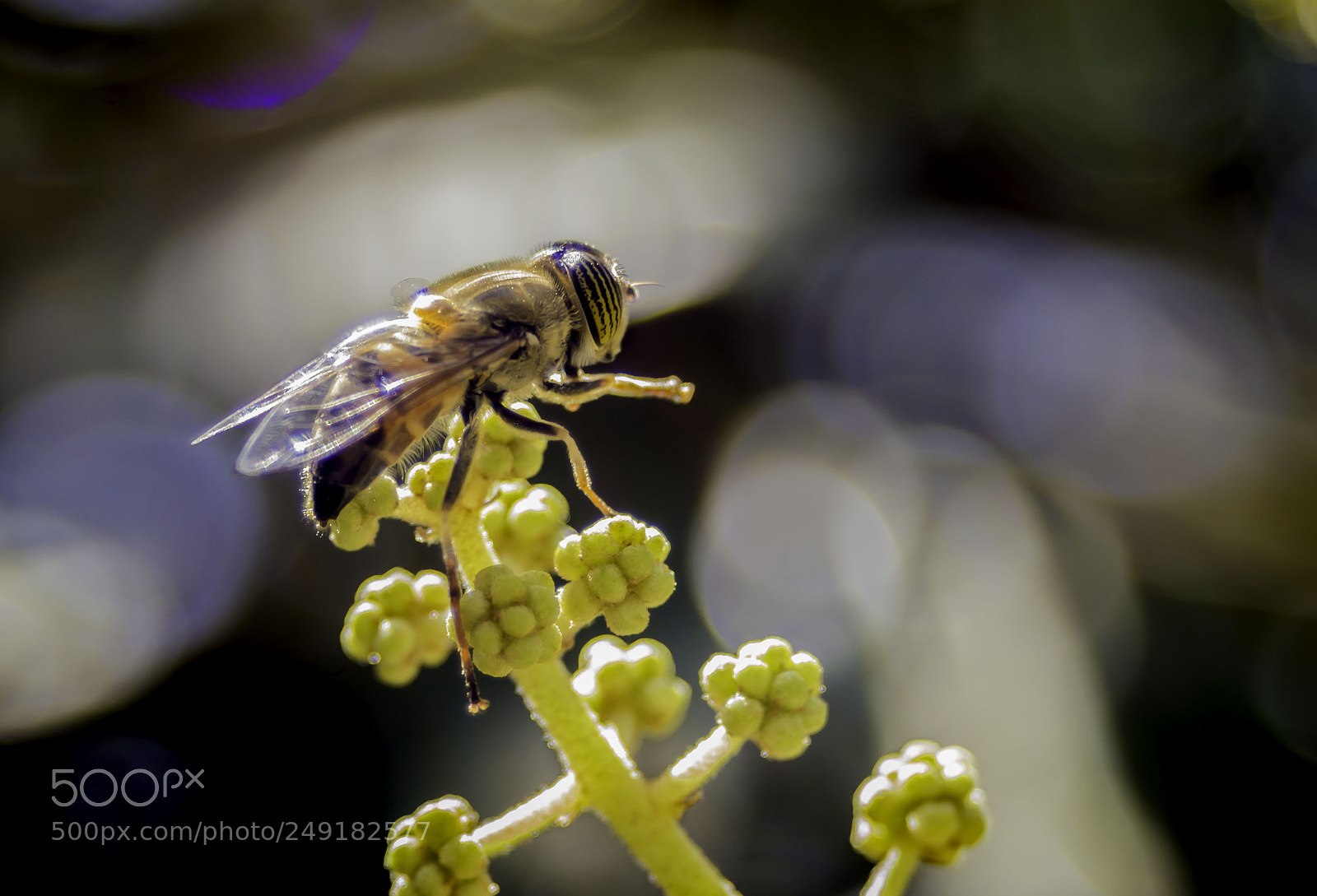 Nikon D3200 sample photo. Supposed to “bee” photography