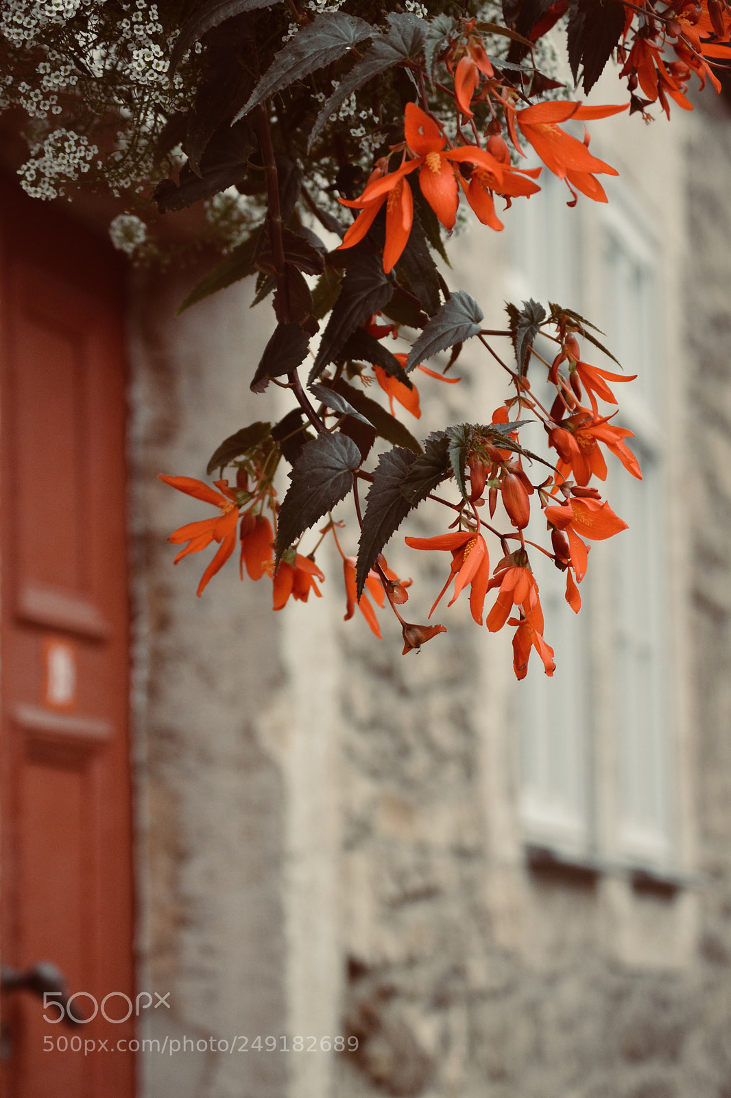 Nikon D3100 sample photo. Red door photography