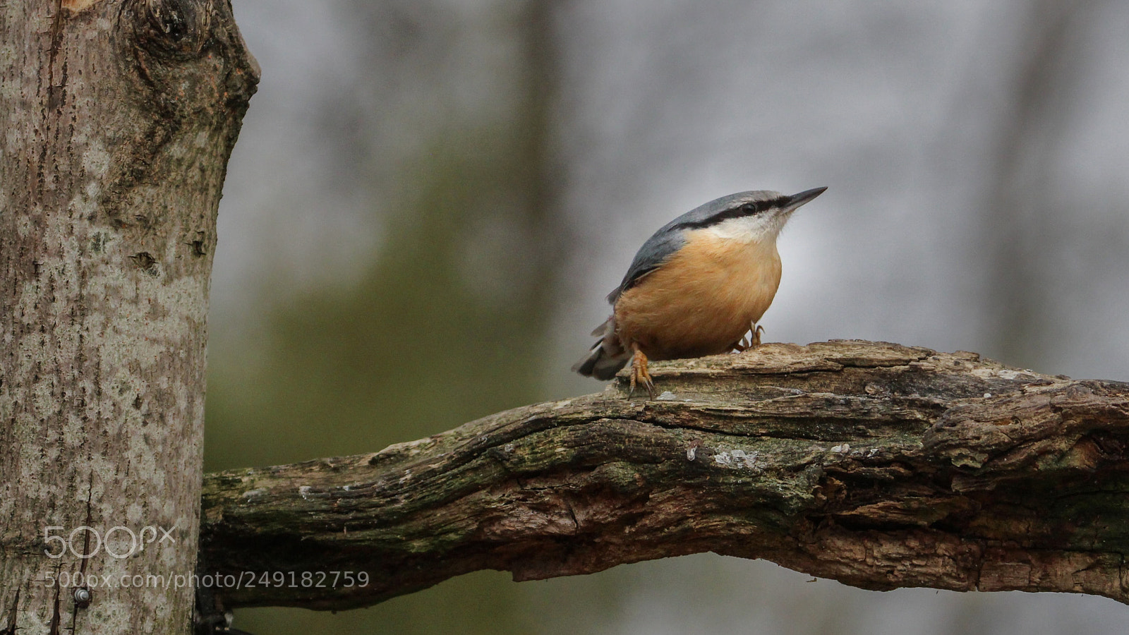 Canon EOS 100D (EOS Rebel SL1 / EOS Kiss X7) sample photo. Nuthatch photography