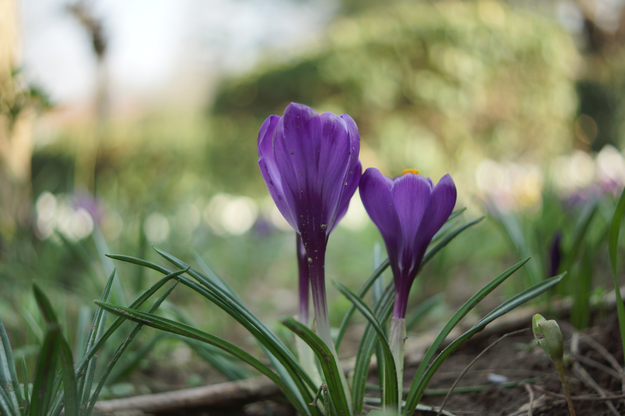 Sony SLT-A77 + Sony DT 30mm F2.8 Macro SAM sample photo. Bahar.... photography