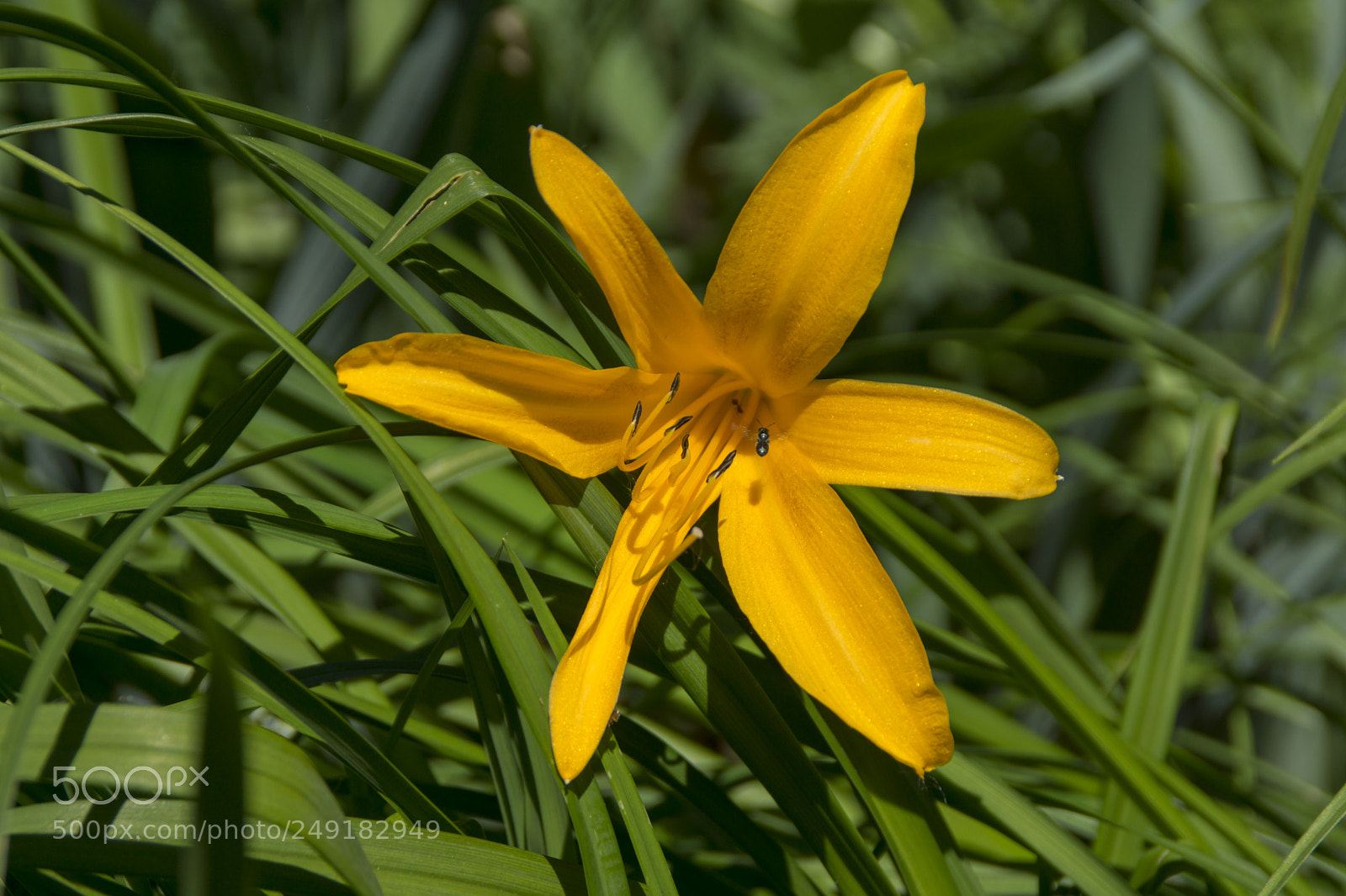 Sony SLT-A65 (SLT-A65V) sample photo. Yellow star photography