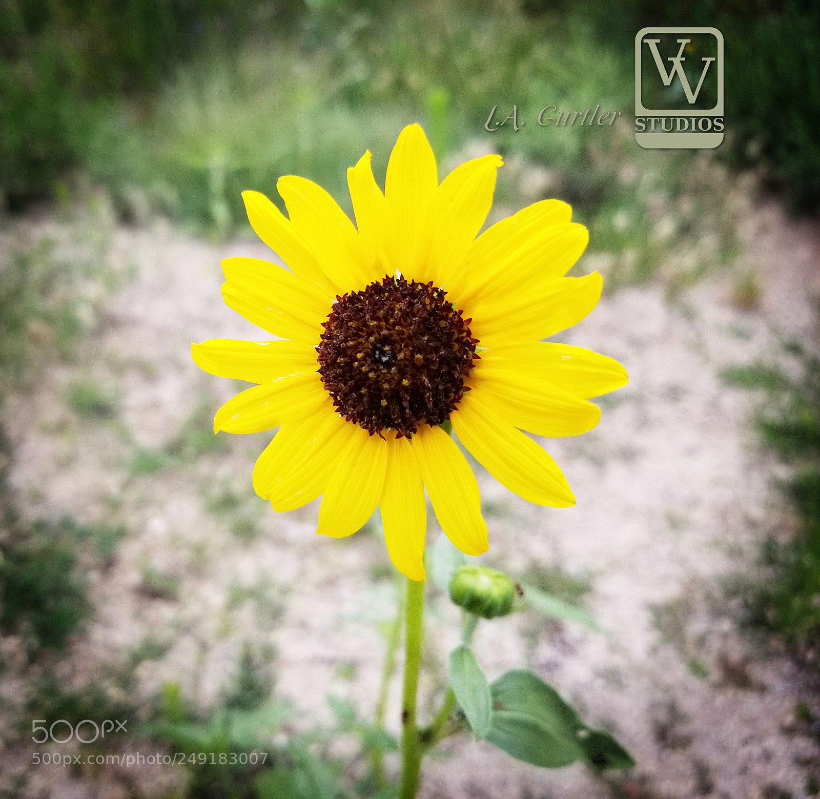 Samsung Galaxy S8 sample photo. Common sunflower photography