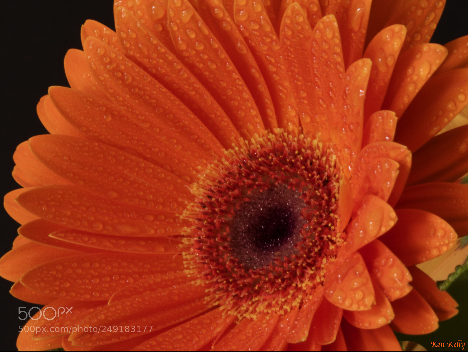 Canon EOS 7D Mark II sample photo. Orange gerber daisy photography