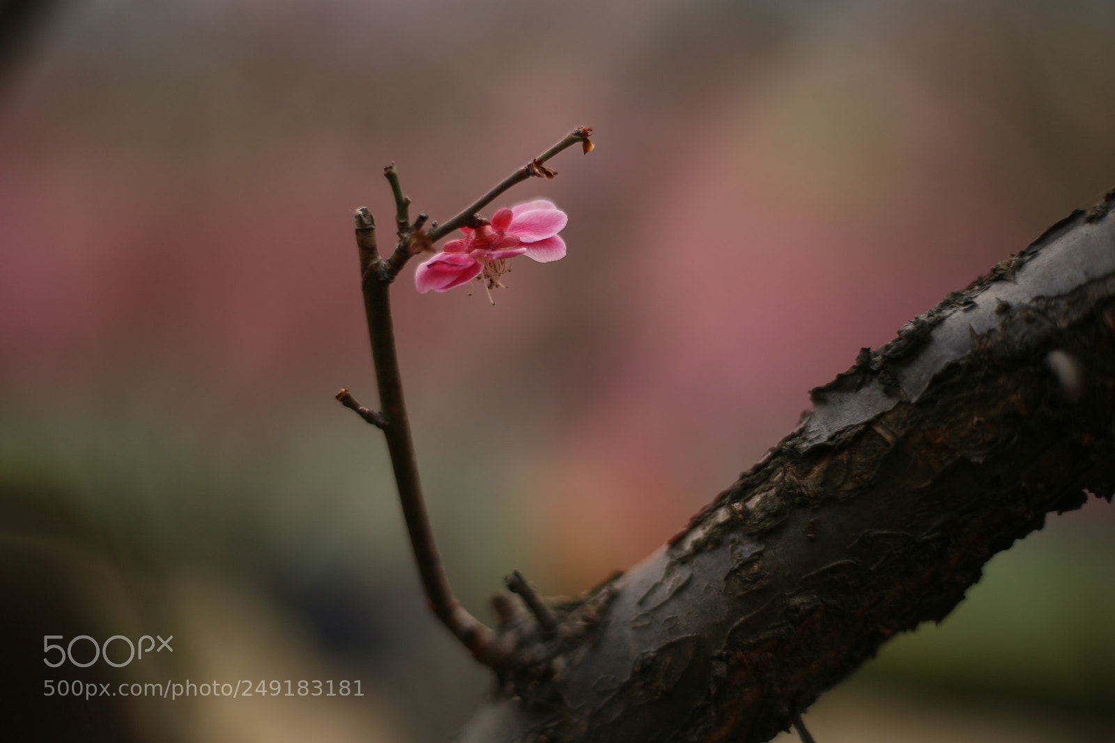 Canon EOS 6D + Canon EF 50mm F1.8 STM sample photo. 梅花 photography