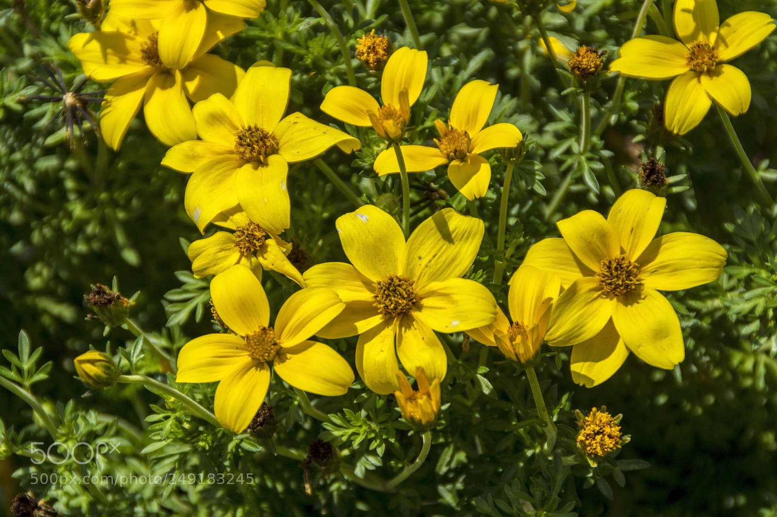 Sony SLT-A65 (SLT-A65V) sample photo. Yellow flowers!!! woot! photography