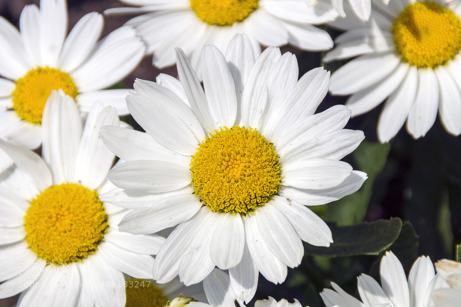 Sony SLT-A65 (SLT-A65V) sample photo. White flowers photography