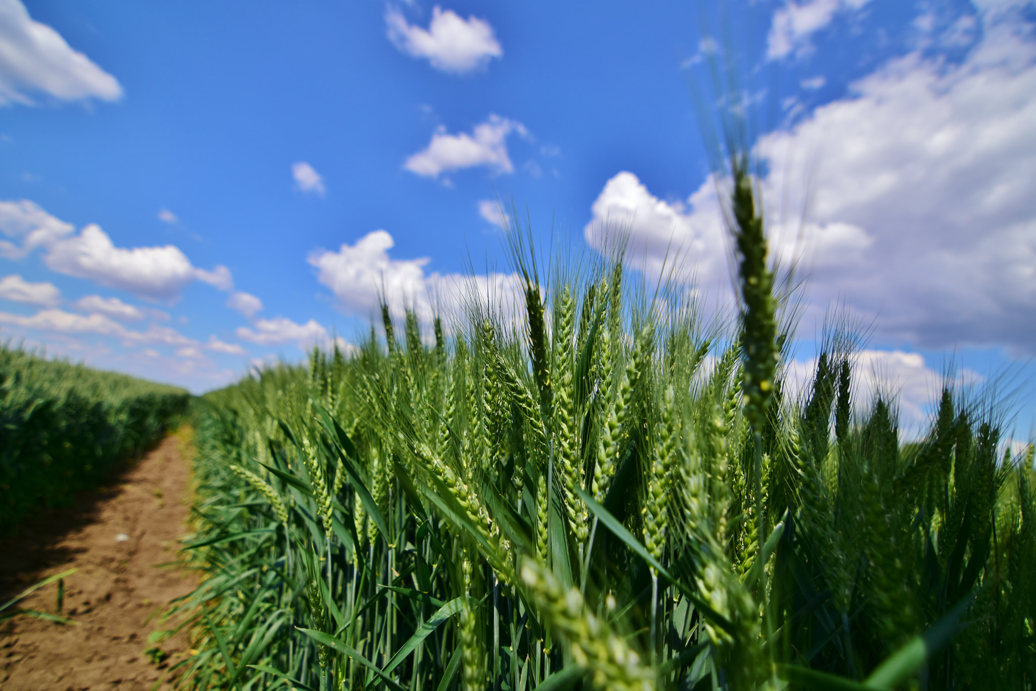 Nikon D7200 sample photo. Wheat field photography
