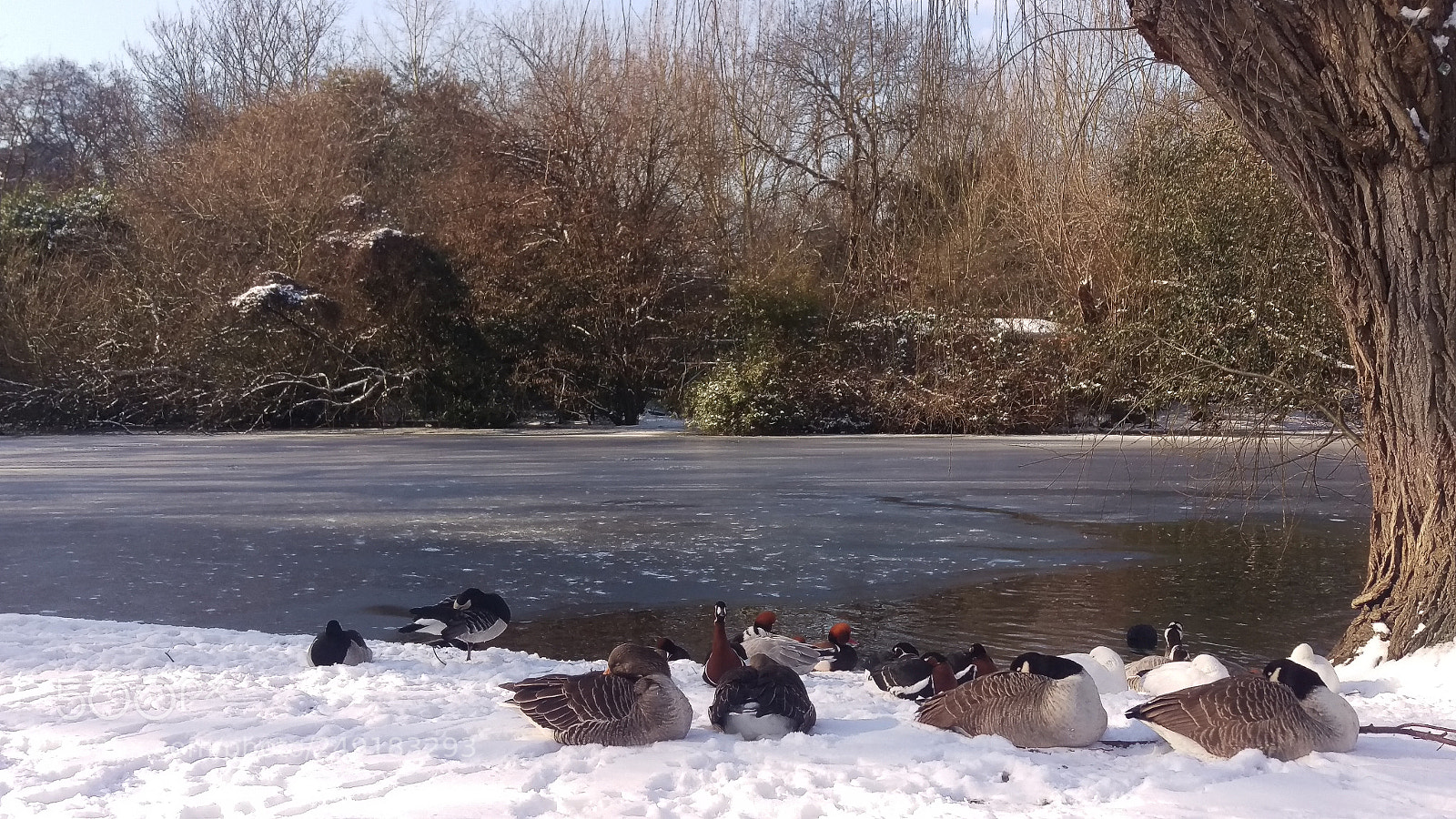 HTC ONE M9 sample photo. Wild gooses photography