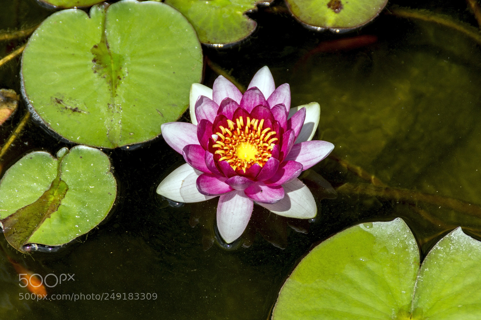 Sony SLT-A65 (SLT-A65V) sample photo. Water lily and lily photography