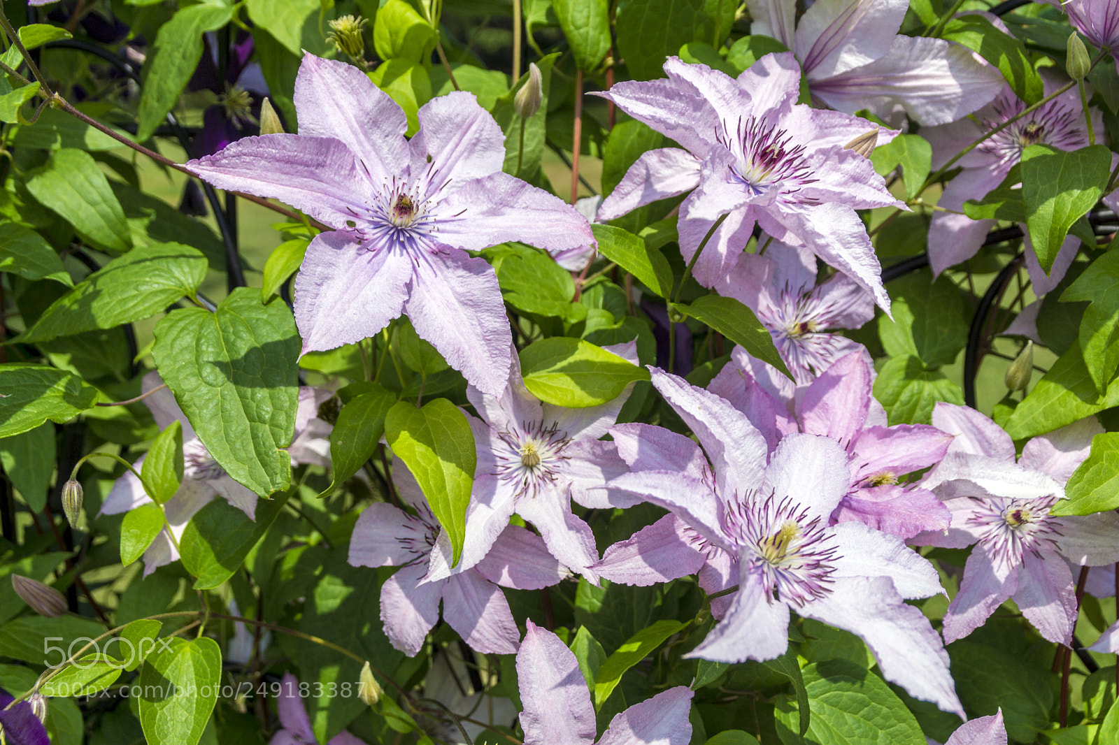 Sony SLT-A65 (SLT-A65V) sample photo. Pink vine flowers photography