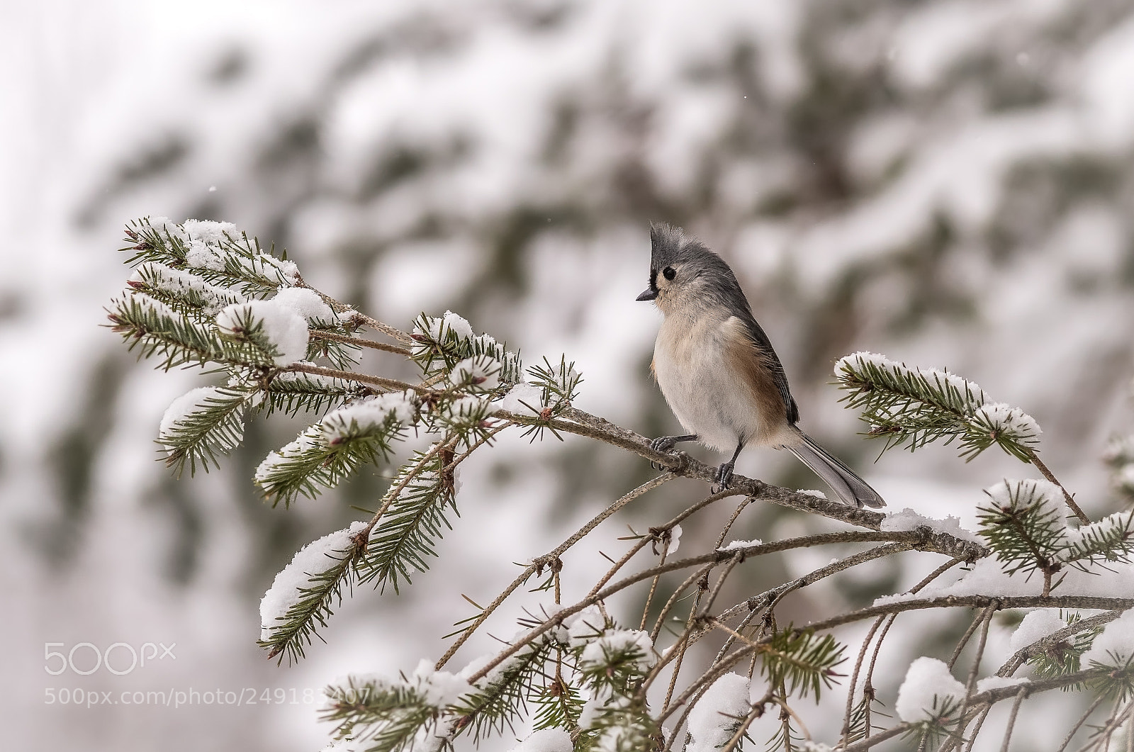 Nikon D500 sample photo. Tufted titmouse on snowy photography