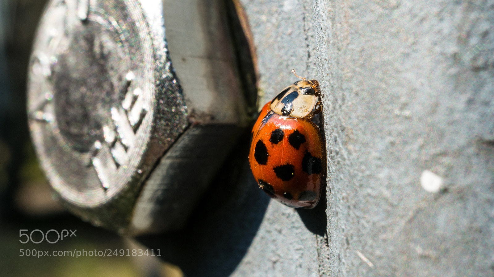 Sony Alpha NEX-5R sample photo. Ladybug photography