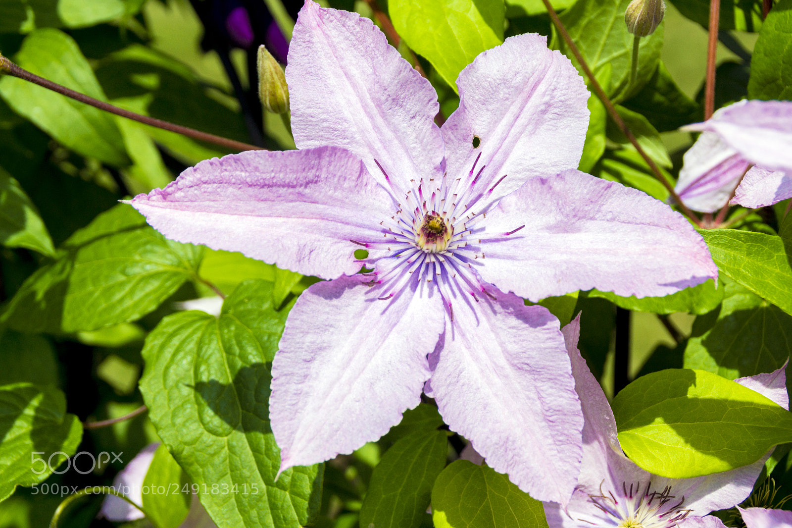 Sony SLT-A65 (SLT-A65V) sample photo. Pink vine flowers photography