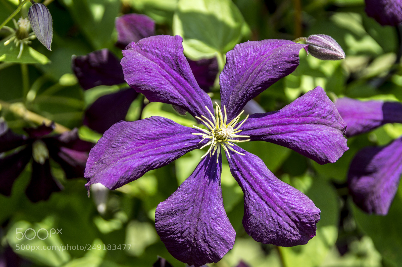 Sony SLT-A65 (SLT-A65V) sample photo. Purple skinny to fat photography