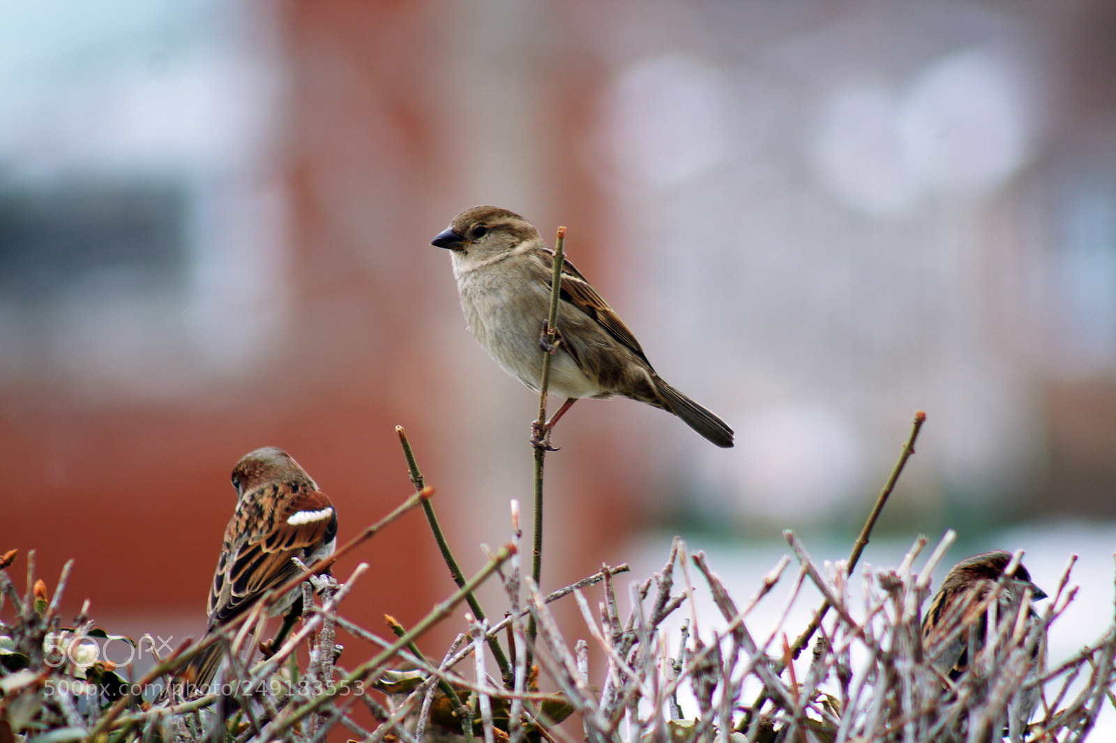 Canon EF 75-300mm f/4-5.6 sample photo. Untitled photography